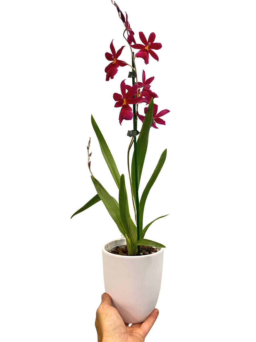 Orchidee Nelly Isler Red Velvet im Keramiktopf