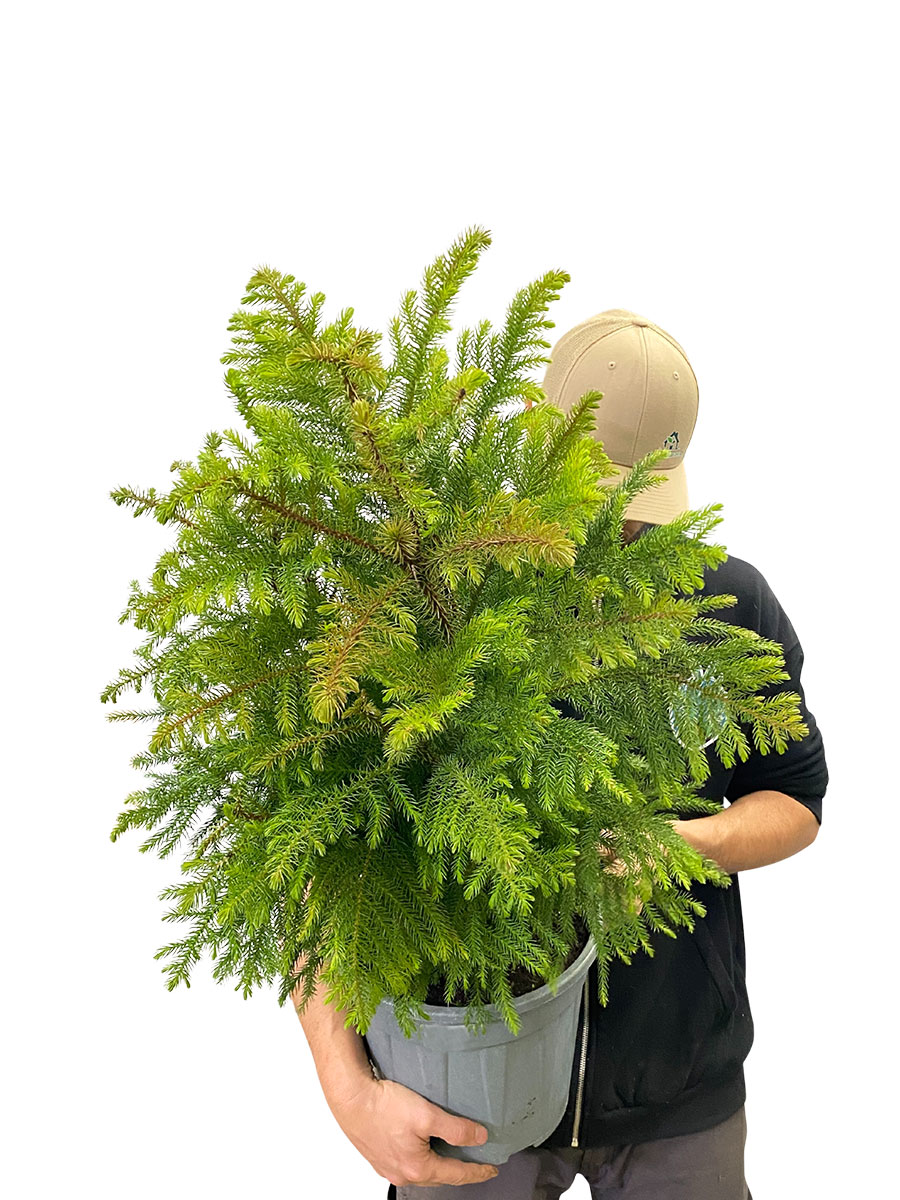 Zimmertanne Araucaria Heterophylla Busch