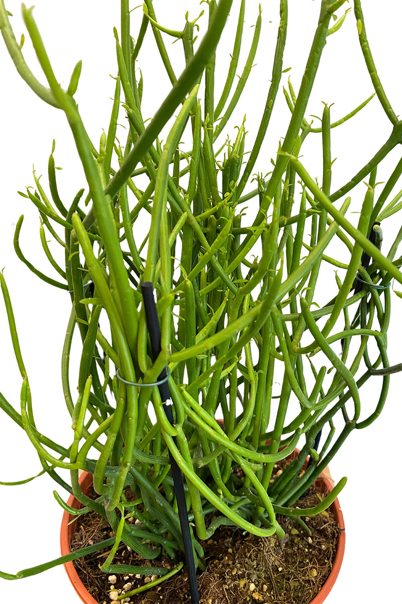 Bleistiftpflanze Euphorbia tirucalli