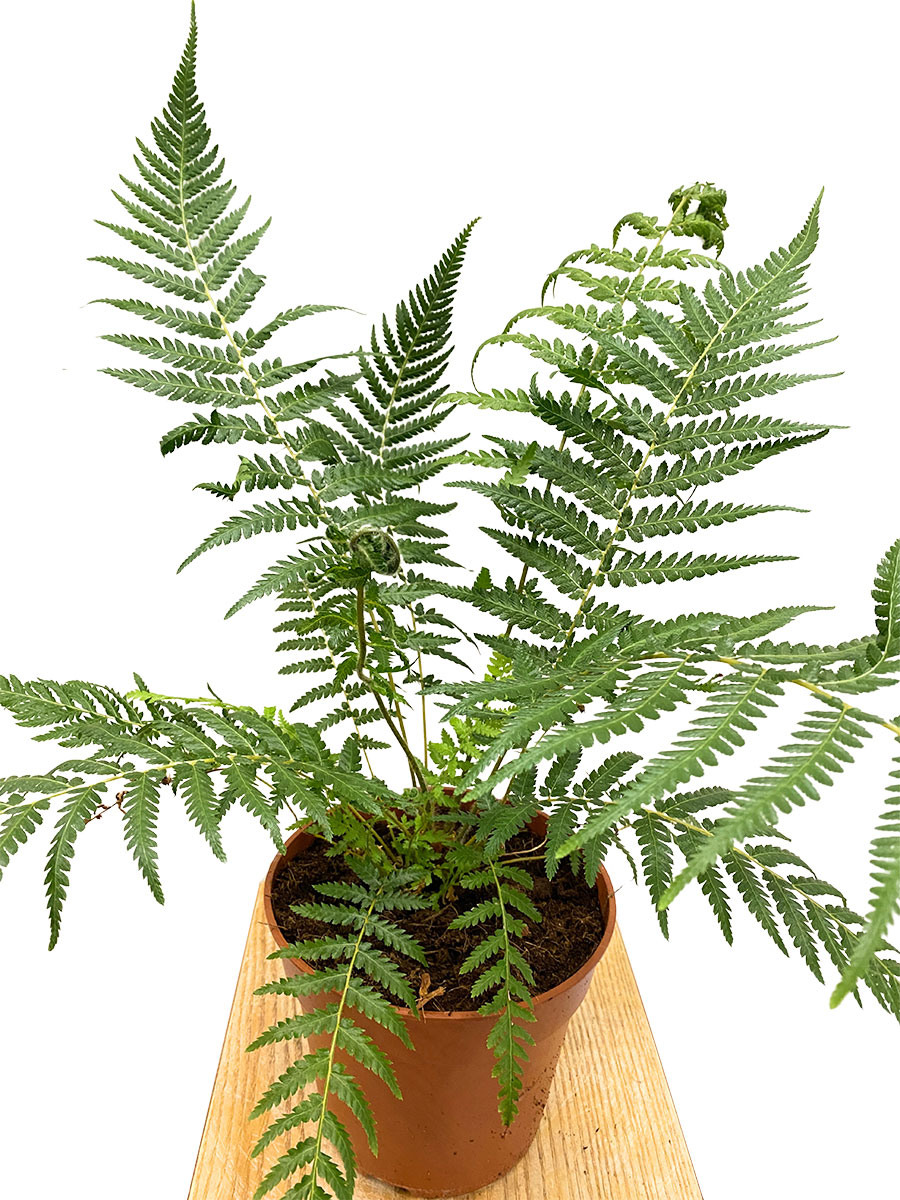 Baumfarn Dicksonia Antarctica