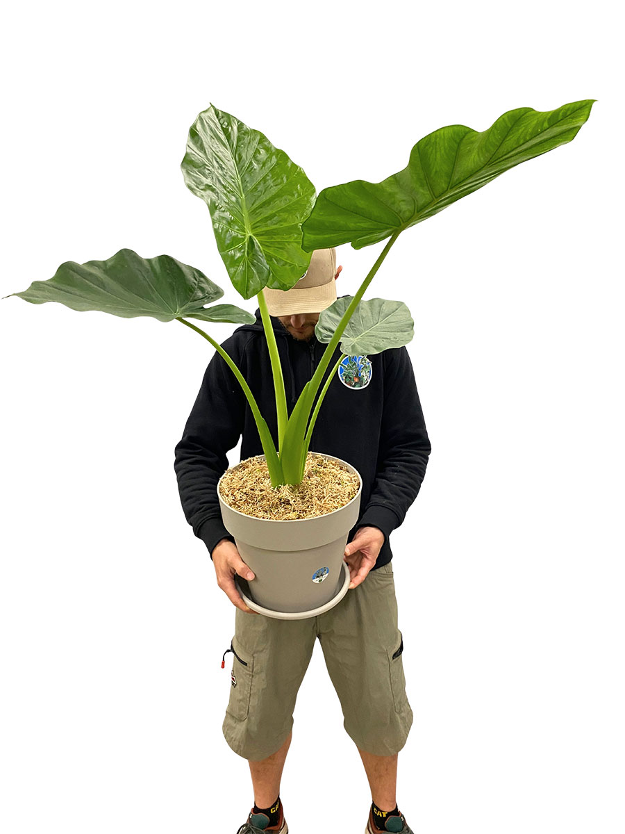 Alocasia Macrorrhiza