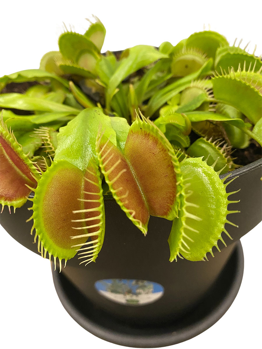 Venusfliegenfalle Dionaea Muscipula - Gross Venusfliegenfalle Dionaea Muscipula - Gross
