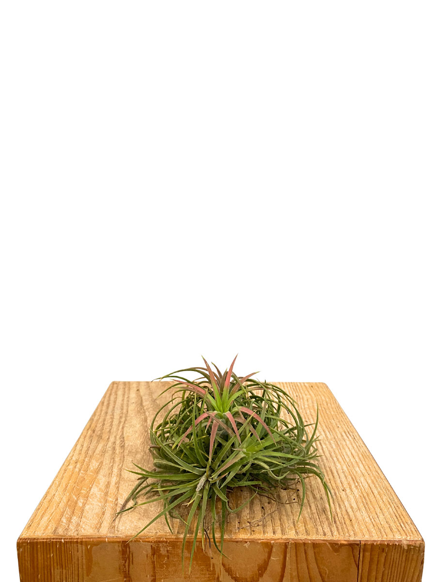 Tillandsia Clumb Red