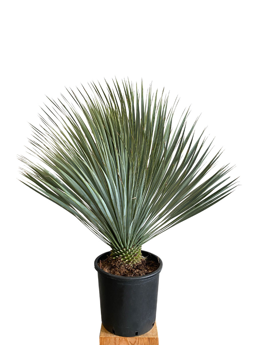 Yucca Rostrata