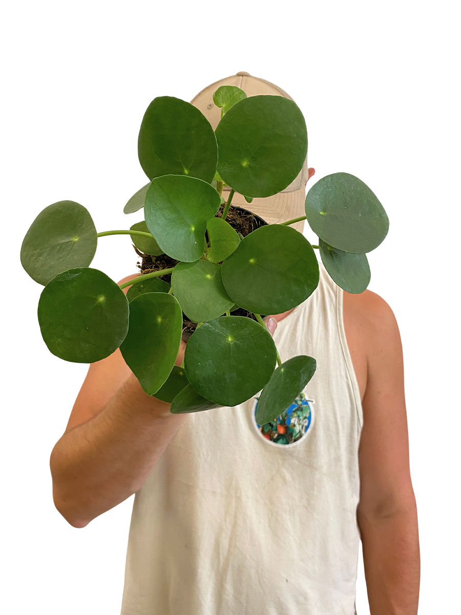 Ufopflanze Pilea Peperomoides - Ø10.5 cm