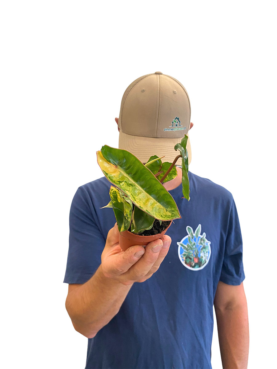Baby Philodendron Billietiae Variegata