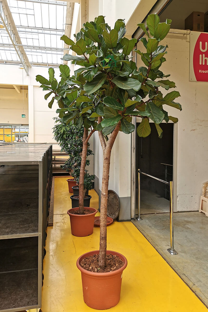 Geigenfeige Ficus lyrata Stamm 300cm Zimmerpflanzen online kaufen