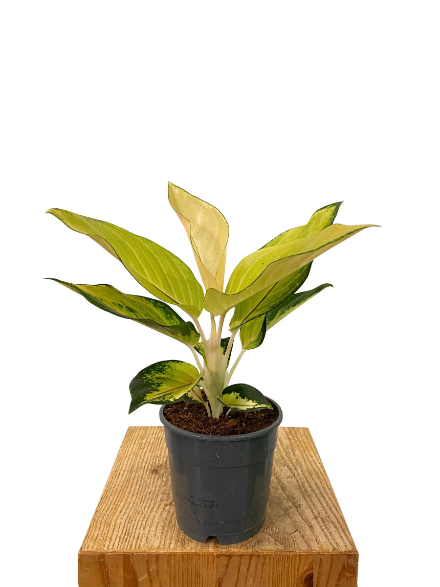 Aglaonema Gold