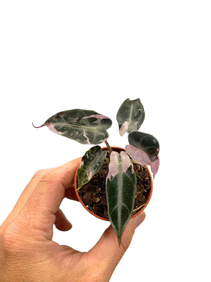 Baby Alocasia Bambino Variegata
