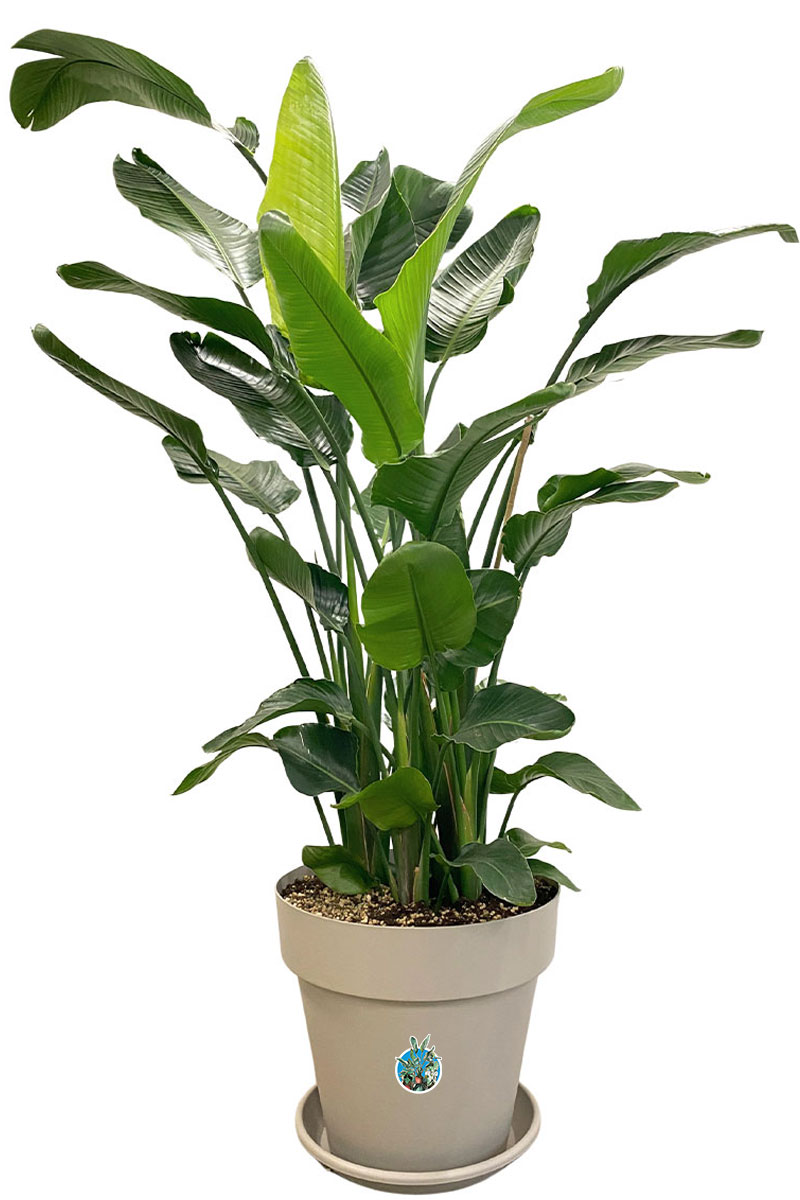 Strelitzia Nicolai - Gross