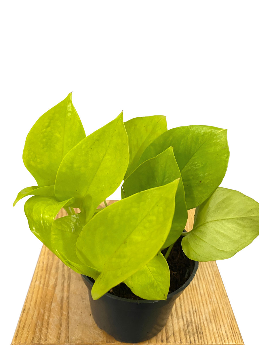 Epipremnum Golden Pothos