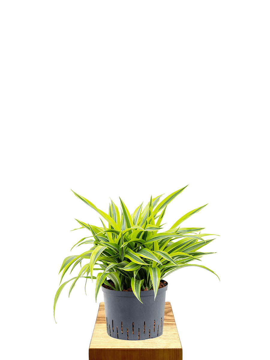 Hydro - Dracaena fragrans Lemon Lime