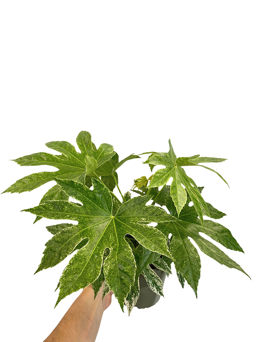 Fatsia Japonica Variegata Spider Web