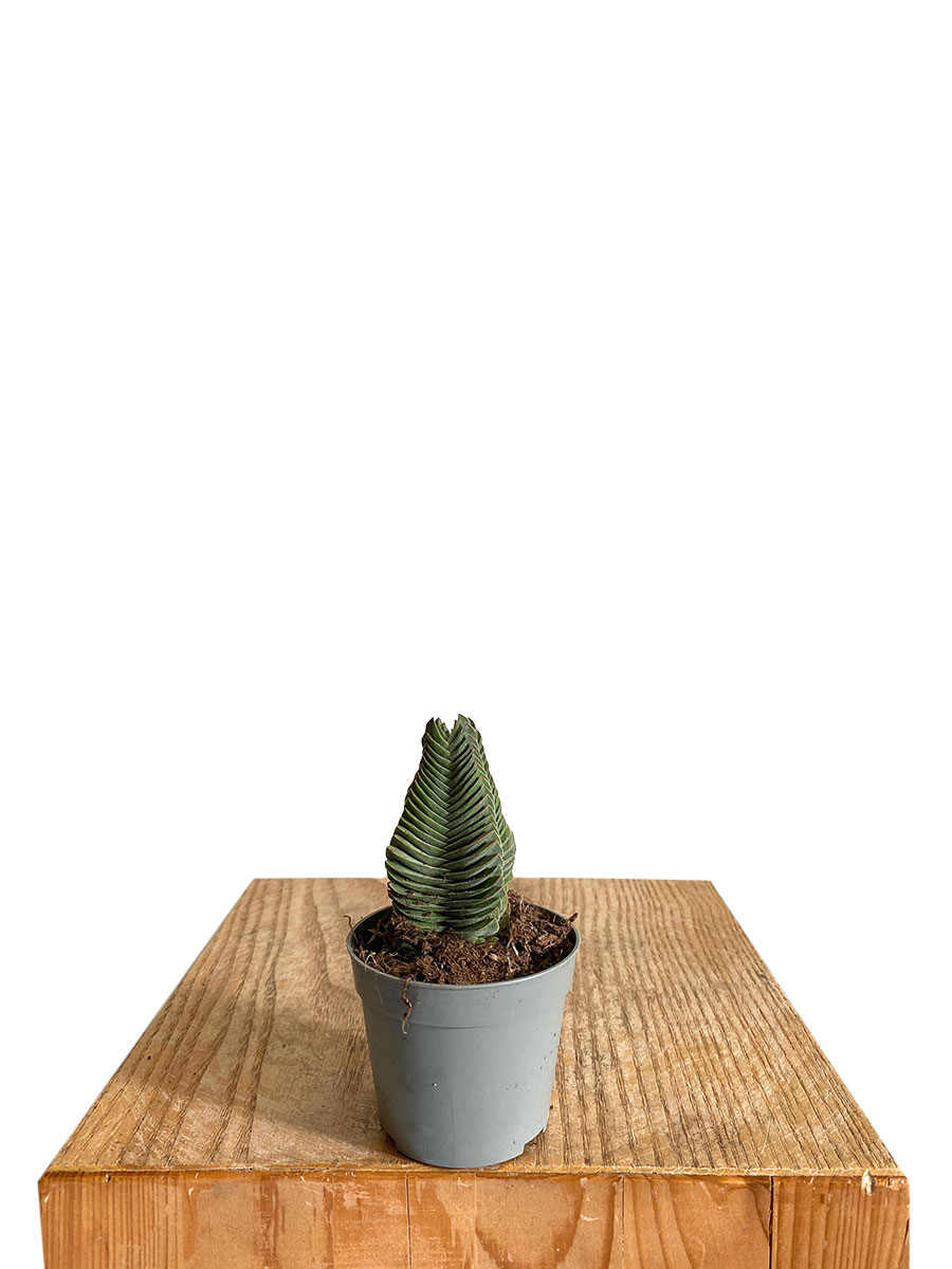 Crassula Buddha's Temple