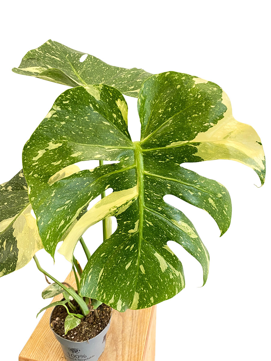 Monstera Thai Constellation