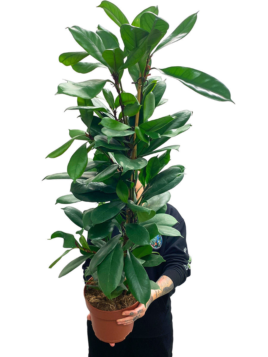 Kaffeefeige Ficus Cyathistipula 100cm
