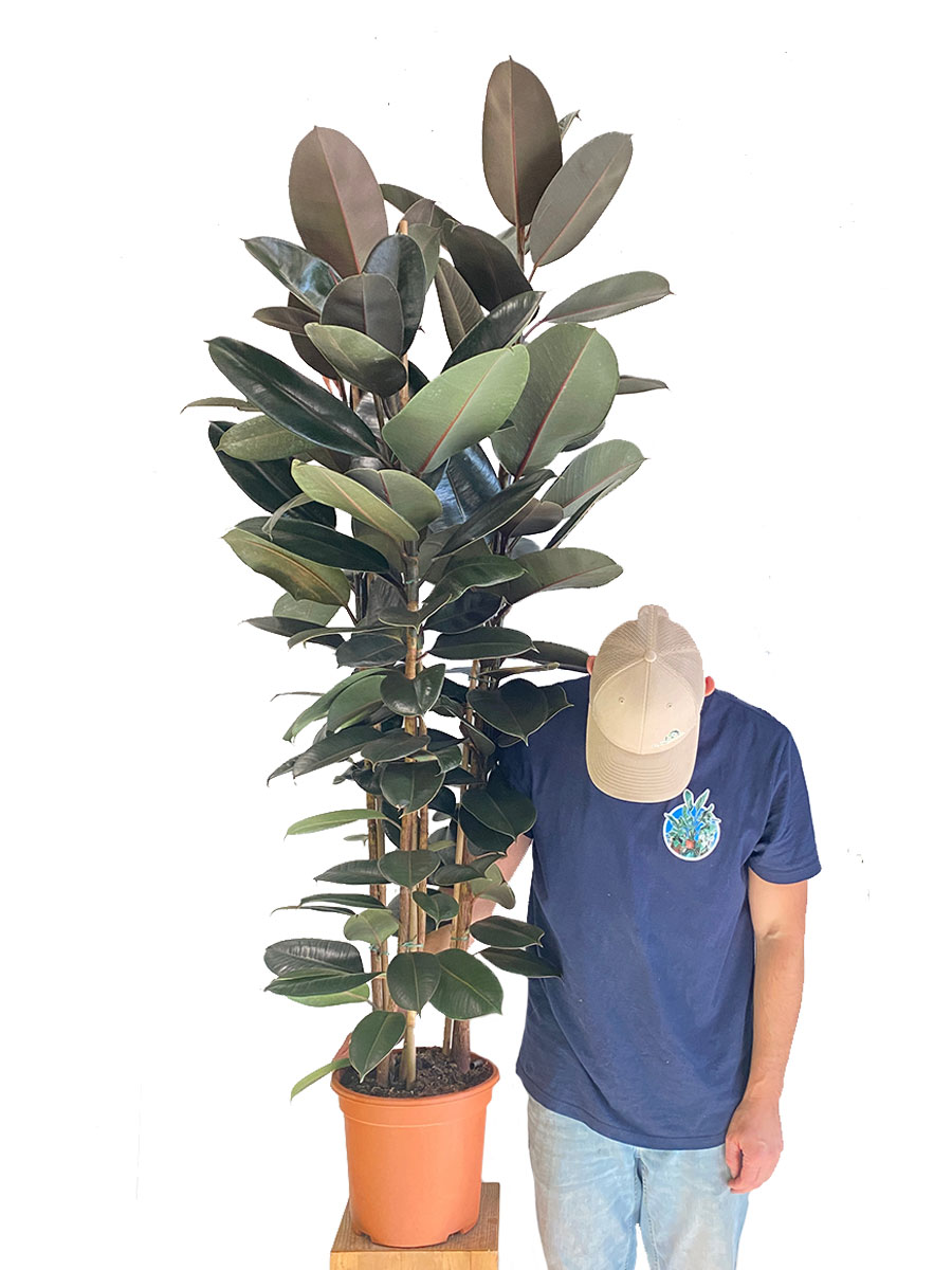 Ficus Elastica Abidjan Tuff