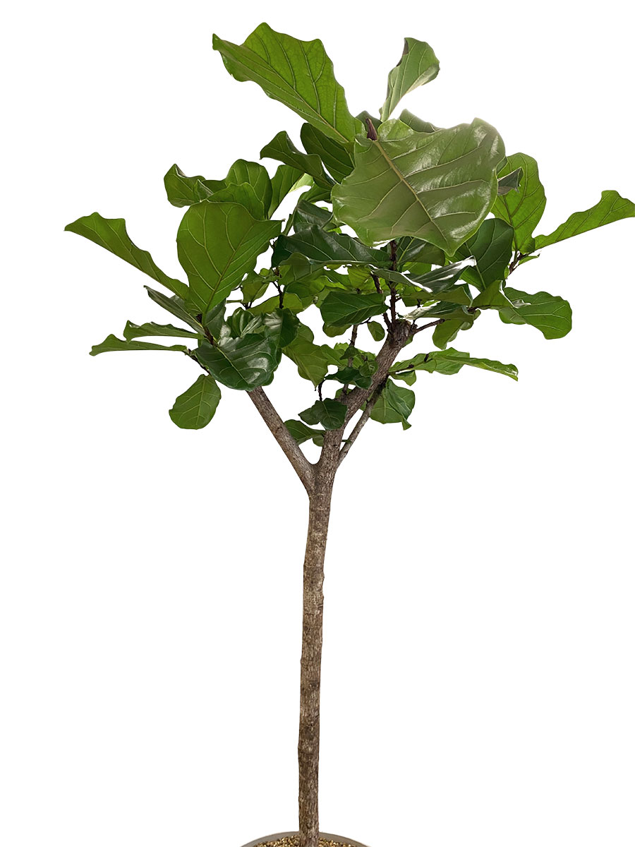 Geigenfeige Ficus Lyrata Stamm - Gross