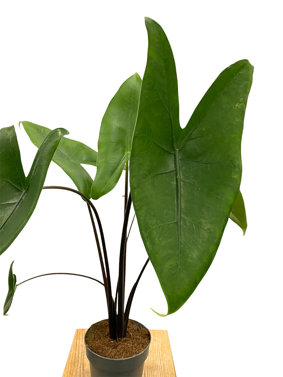 Alocasia Zebrina Black