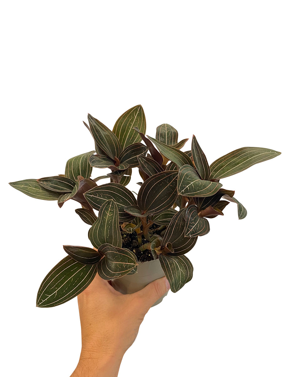Juwelorchidee Ludisia Discolor