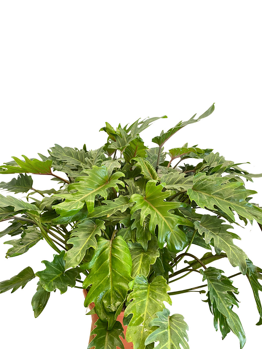 Philodendron Xanadu - Gross