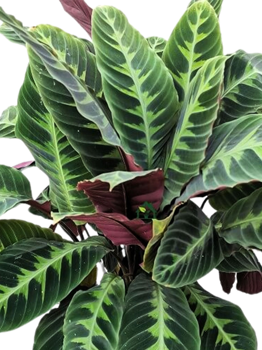 Calathea Warscewiczii