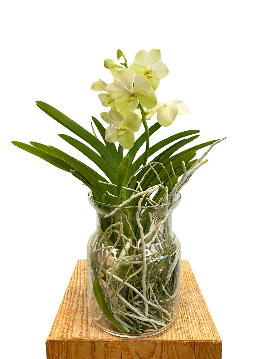 Vanda Bose Orchidee Gelb im Glas