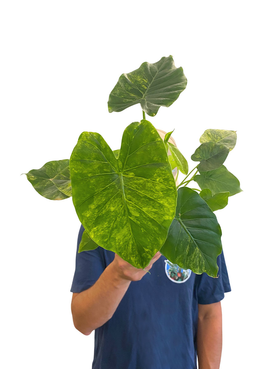 Alocasia Macrorrhiza Aurea Variegata