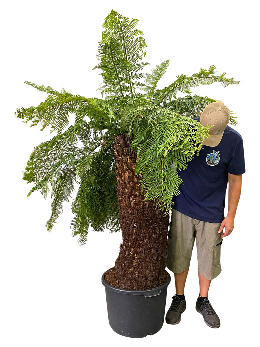 Baumfarn Dicksonia Antarctica - Gross