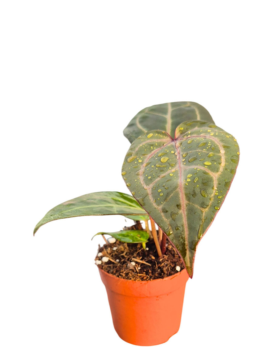 Anthurium DocBlock® Dark & Handsome® × Minerva®