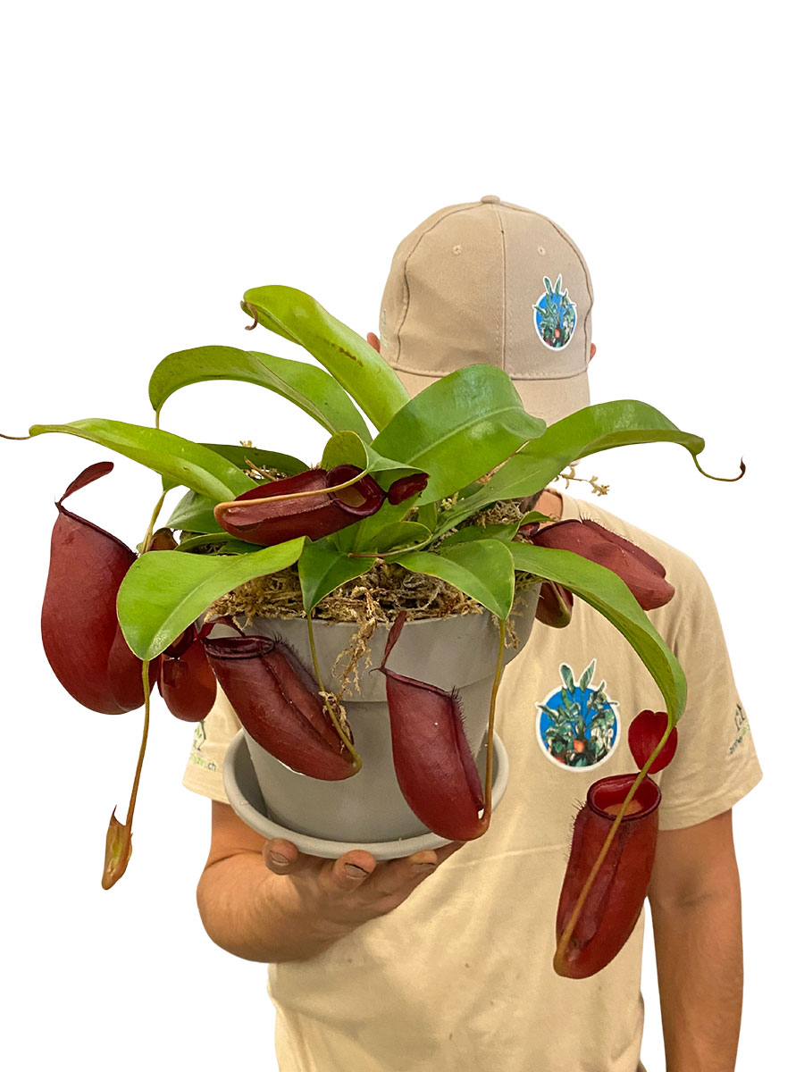 Kannenpflanze Nepenthes Bloody Mary