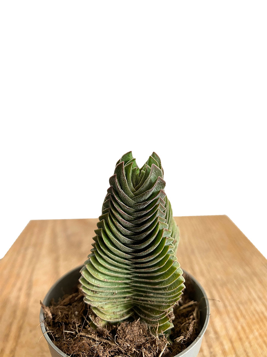 Crassula Buddha's Temple