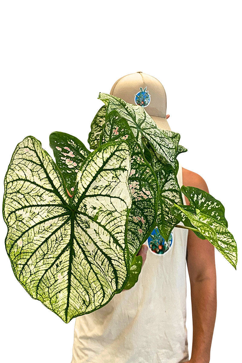 Caladium White Christmas