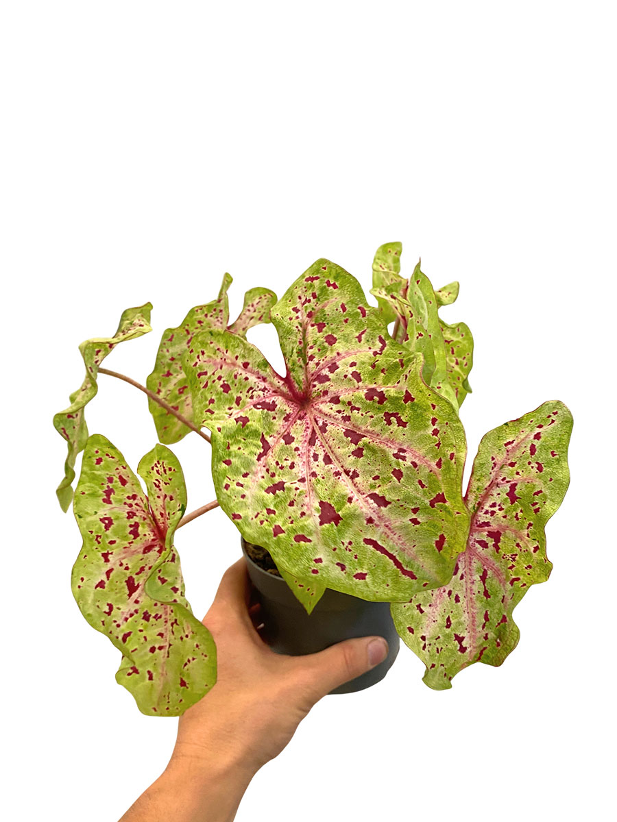 Caladium Miss Muffet