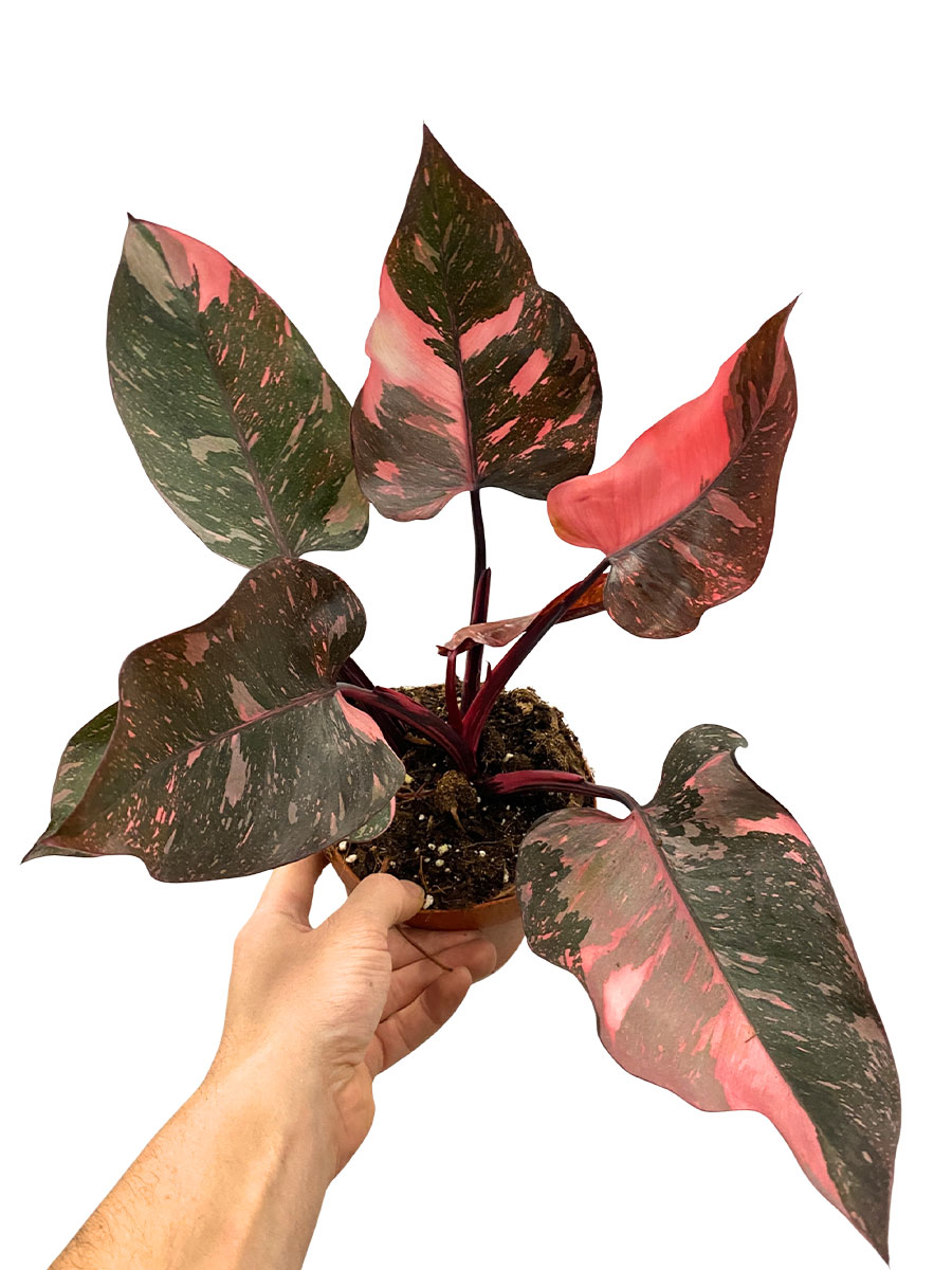 Philodendron Pink Princess