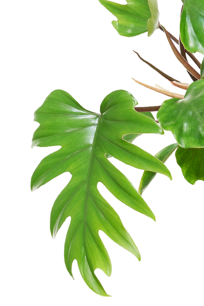 Neu - Philodendron Mayoi
