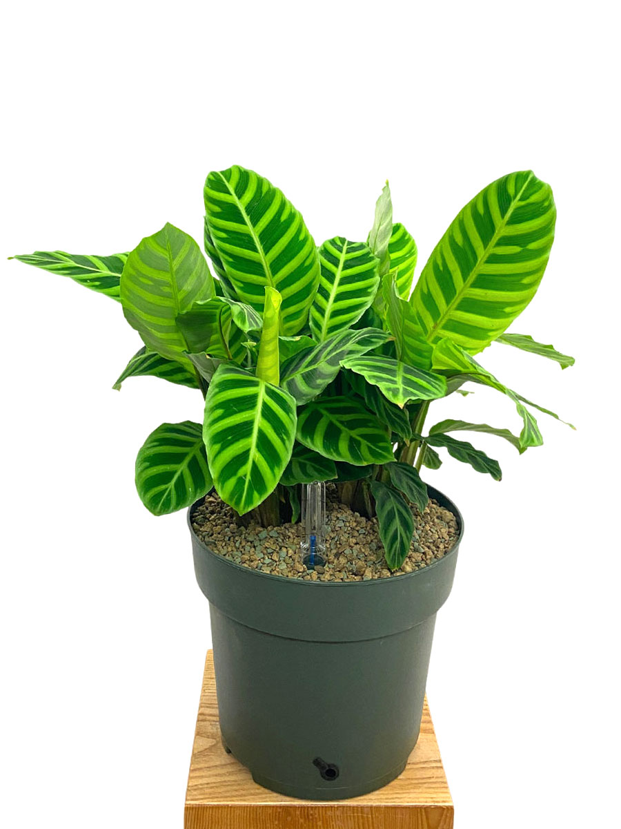 Calathea Zebrina