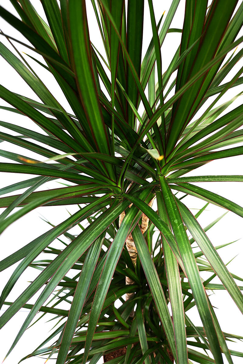 dracaena-marginata-10-drachenbaum-100cm-zimmerpalme-kaufen-auf-zimmerpflanzen.ch-dem-schweizer-zimmerpflanzen-zimmerpflanze-gruenpflanzen-topfpflanzen-bueropflanzen-shop-onlineshop-bestellen-schweiz