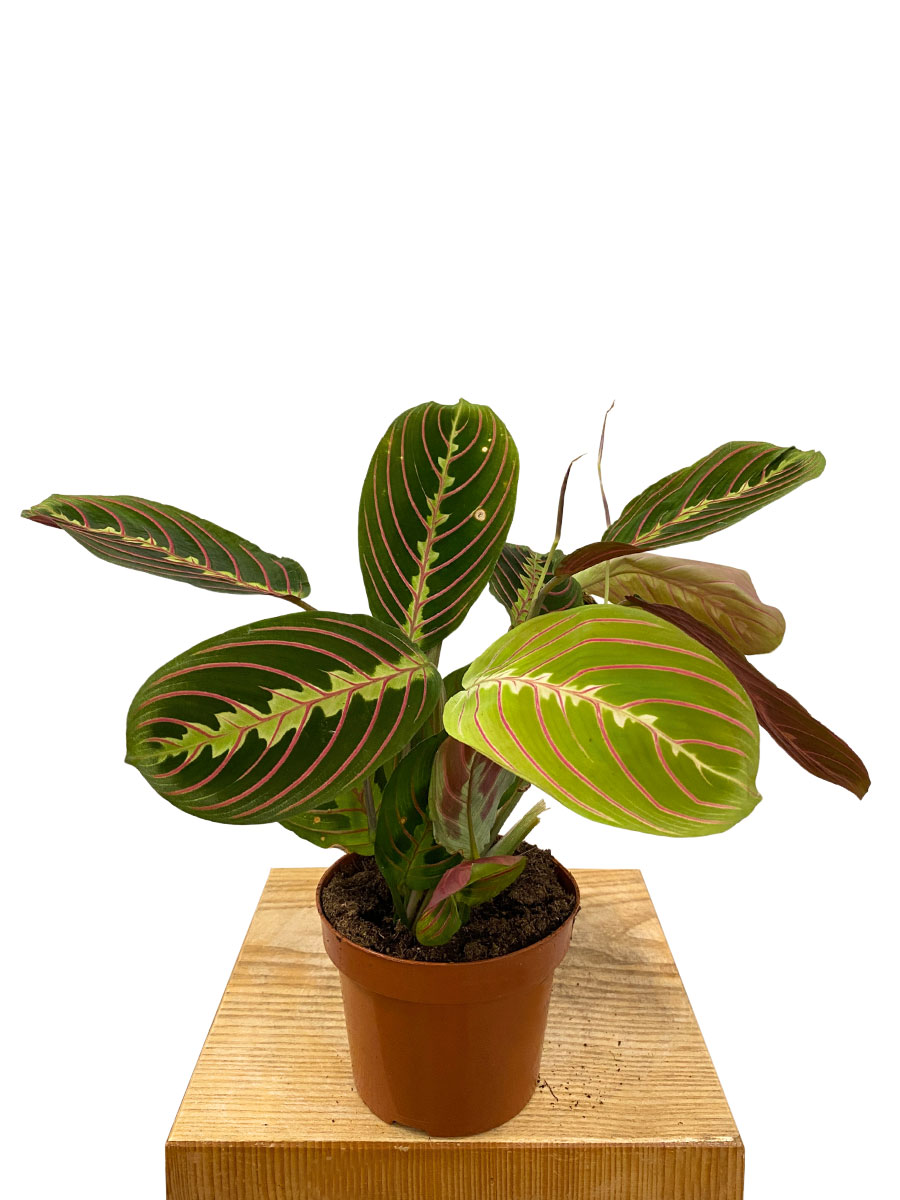 Maranta leuconeura Tricolor