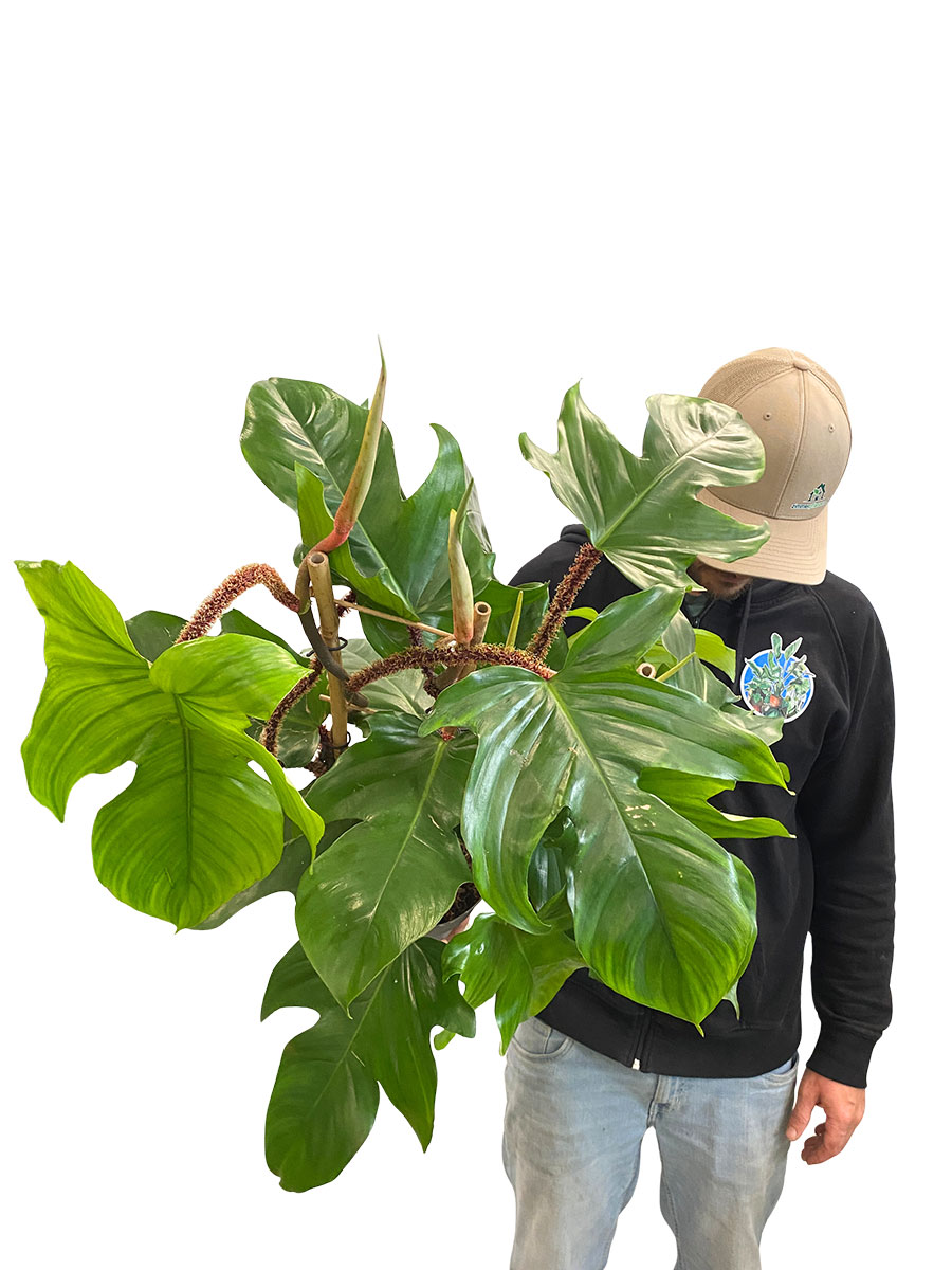 Philodendron Red Wonder