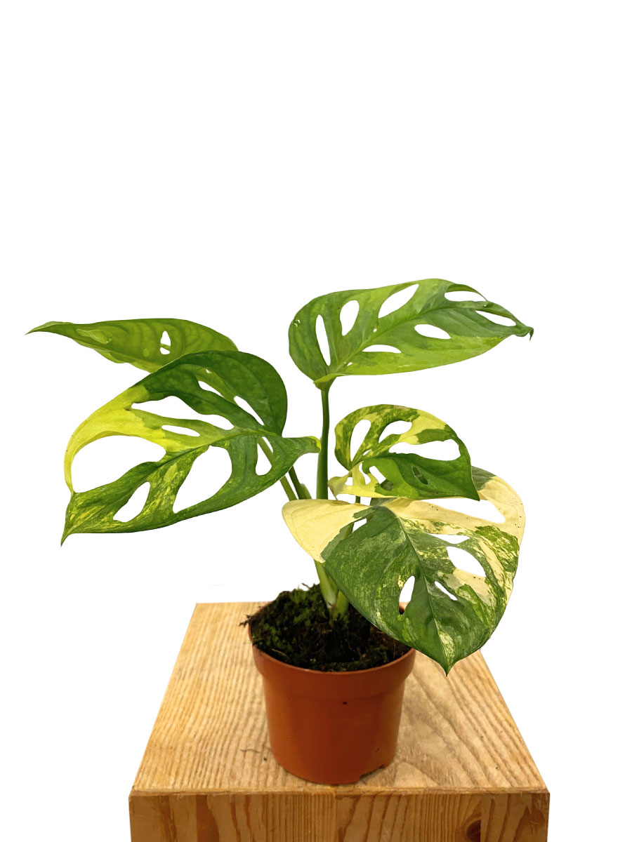 Monstera Adansonii Aurea