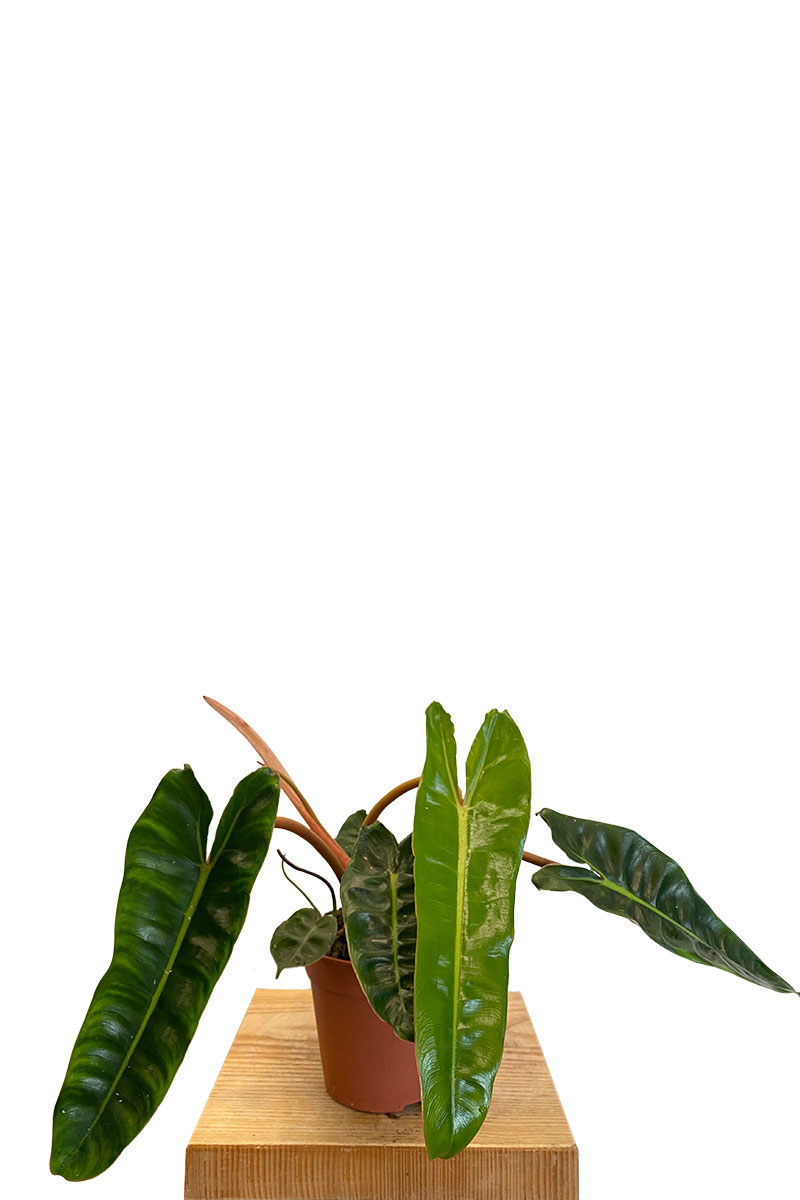 Philodendron Billietiae