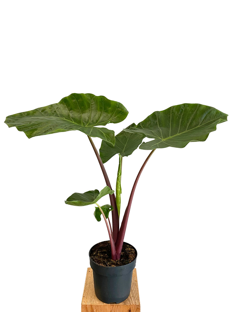 Alocasia Imperial Red
