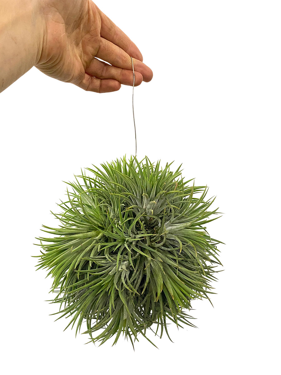 Tillandsia Magic Ball XXL