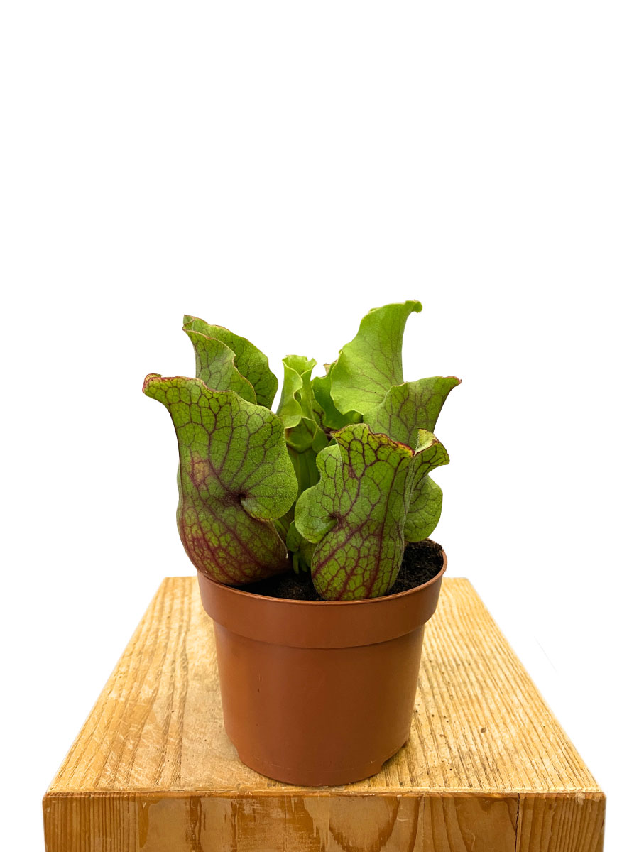 Schlauchpflanze Sarracenia Purpurea