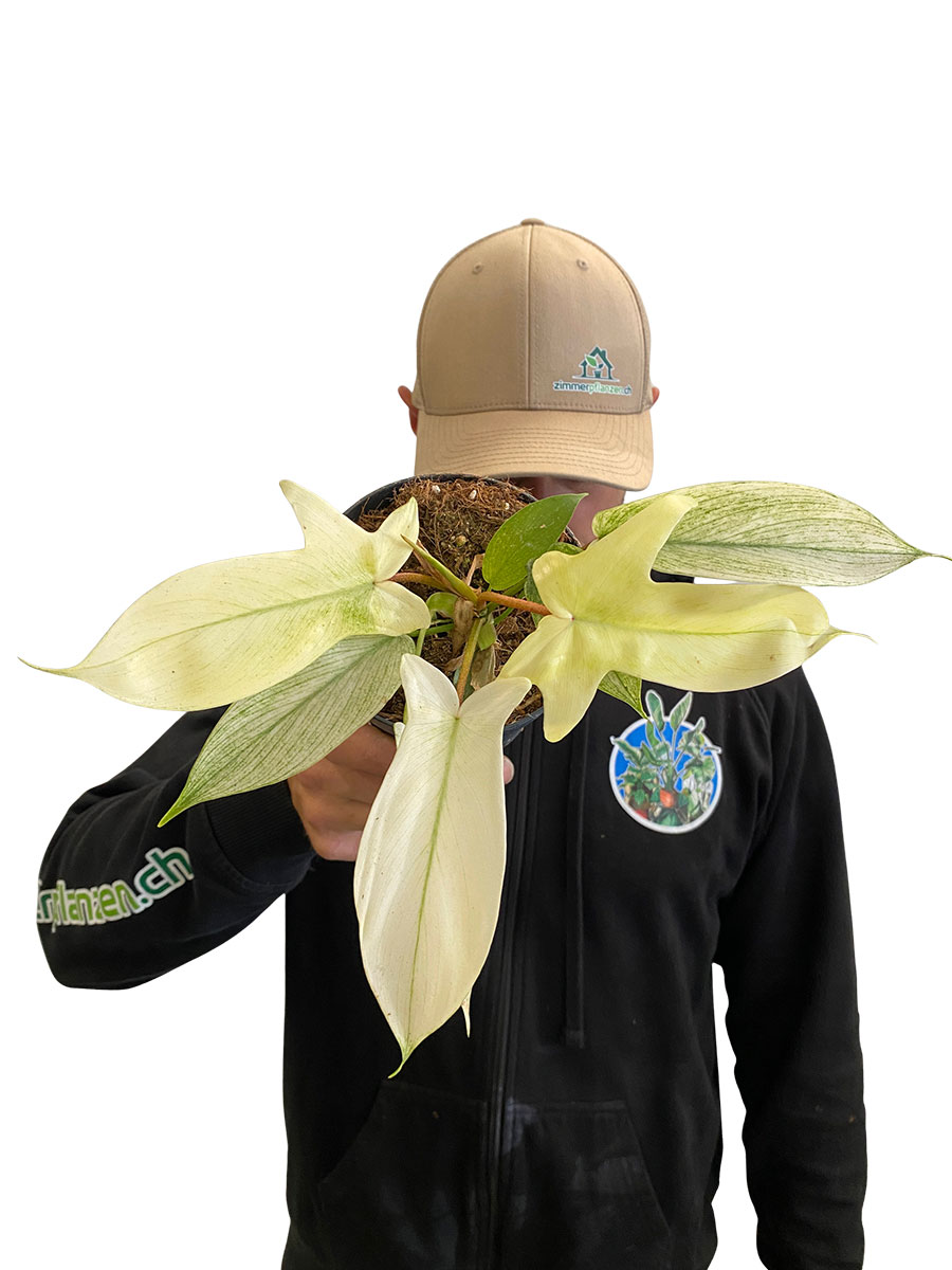 Philodendron Florida Ghost