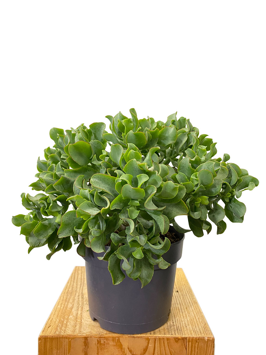Crassula Arborensis Cristaat