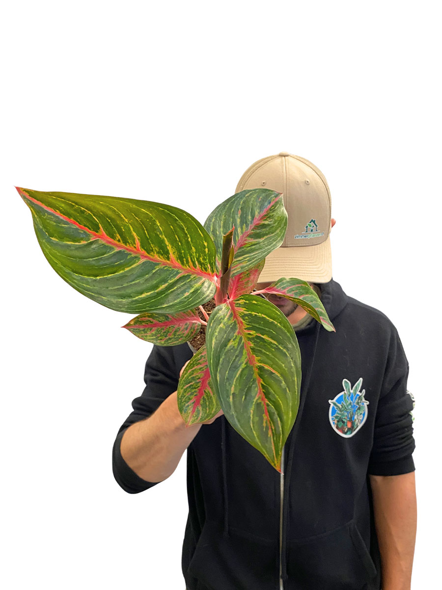 Aglaonema Olive Red