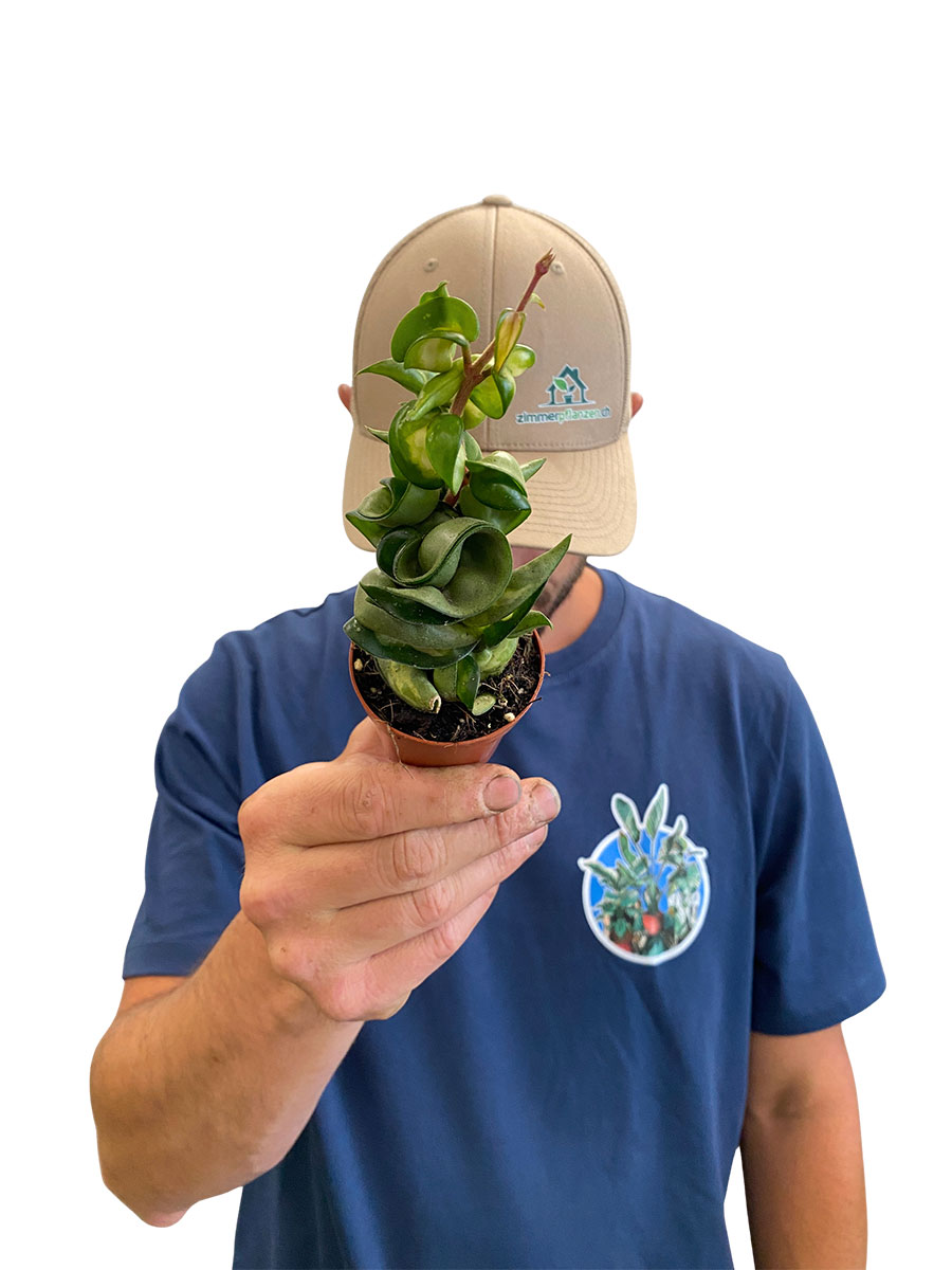 Hoya Compacta Mauna Loa