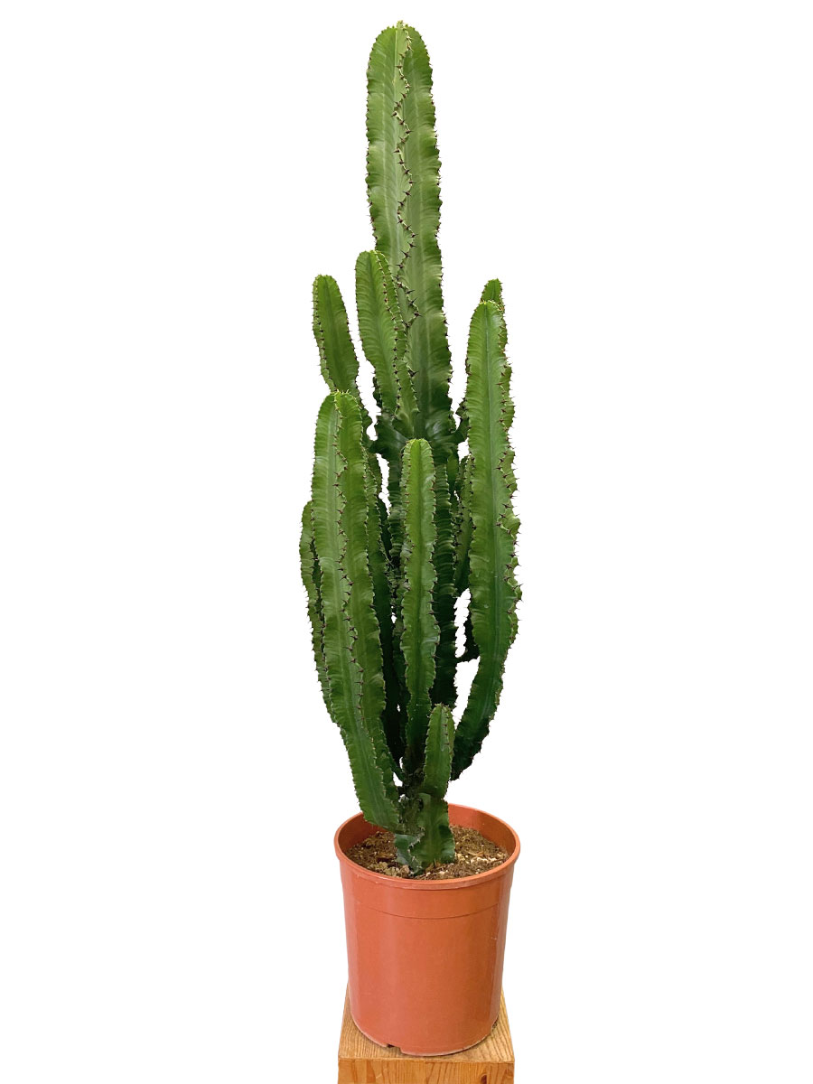 Euphorbia Ingens - Ø26 cm